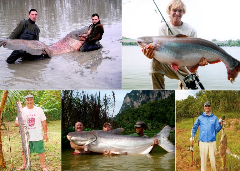 international catfish collage